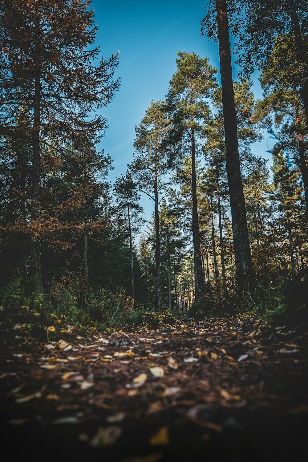 green trees under blue sky during daytime