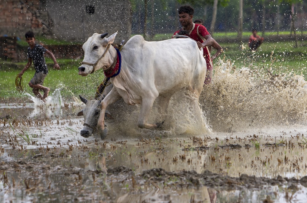 man in red shirt riding white cow on water