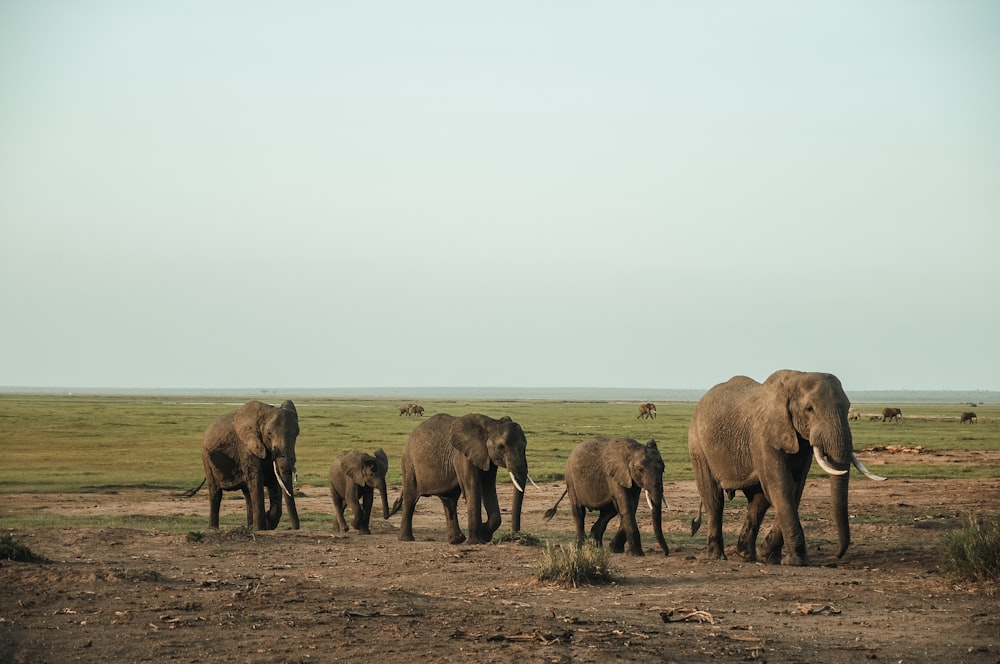 Groupe d’éléphants sur une friche industrielle pendant la journée