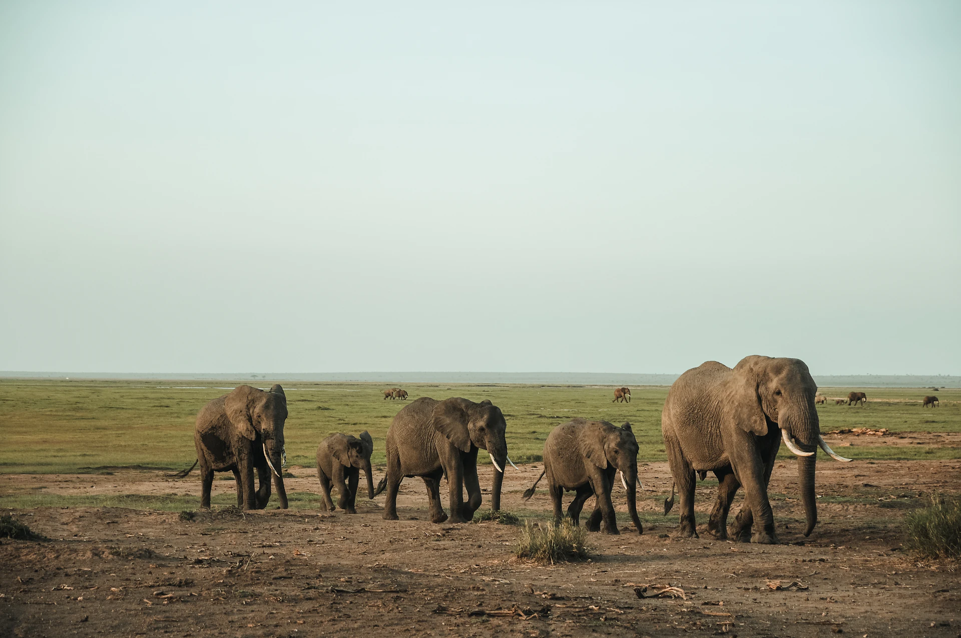 Elephants on open savanna near a forest edge