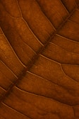 Close-up view of a leaf displaying a network of veins in a striking brown hue. The intricate vein pattern creates a textured and slightly translucent appearance.
