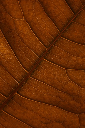 Close-up view of a leaf displaying a network of veins in a striking brown hue. The intricate vein pattern creates a textured and slightly translucent appearance.