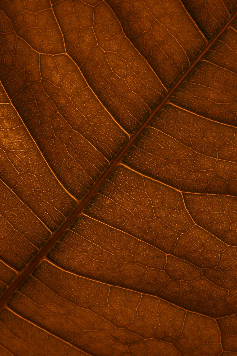 brown leaf in close up photography