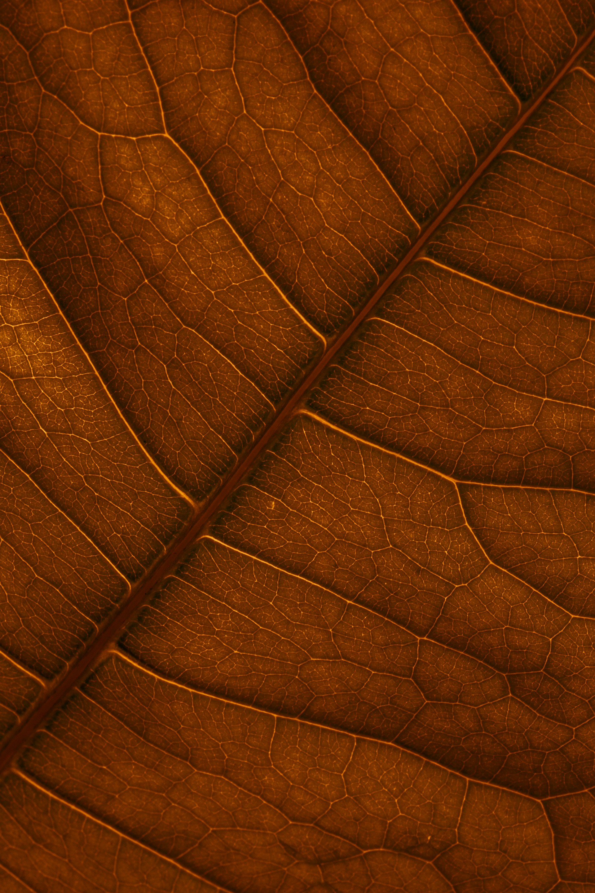 brown leaf in close up photography