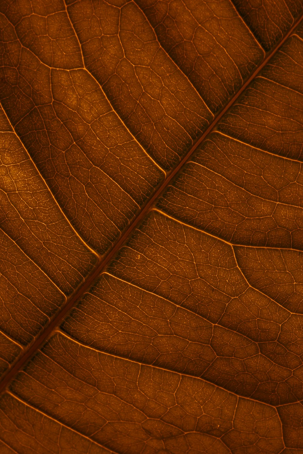Brown Leaf en fotografía de primer plano