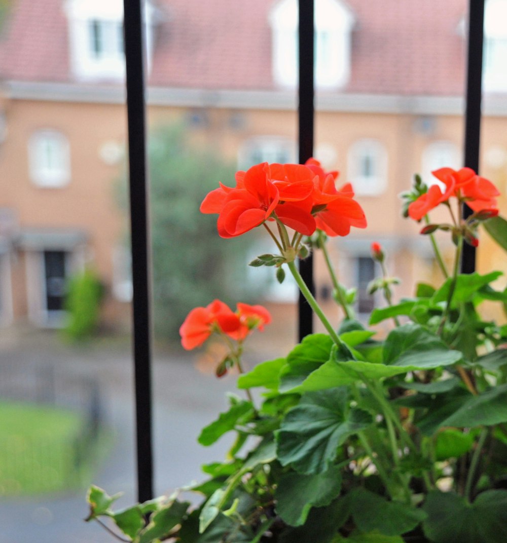 orange flower with green leaves