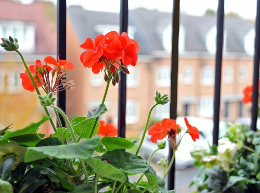 Bee-Friendly Balcony Plants: Top 12 for Every Season — detailed close-up view