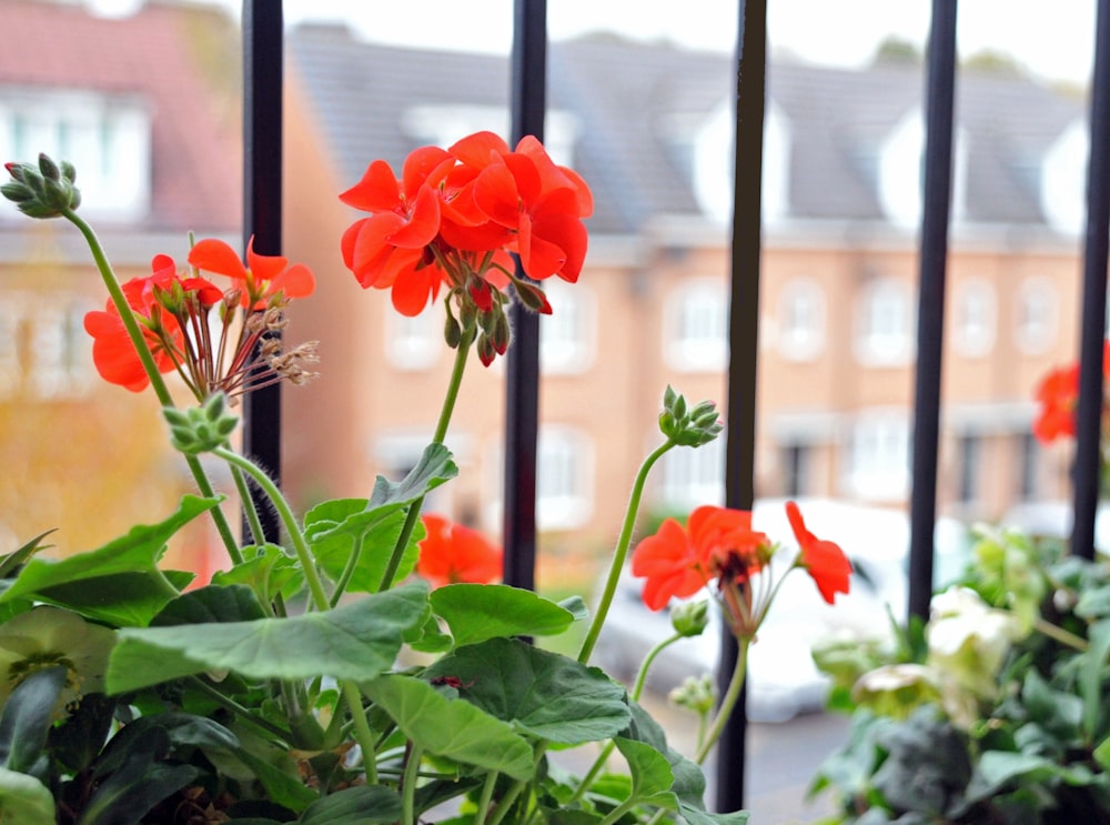 orange flowers with green leaves