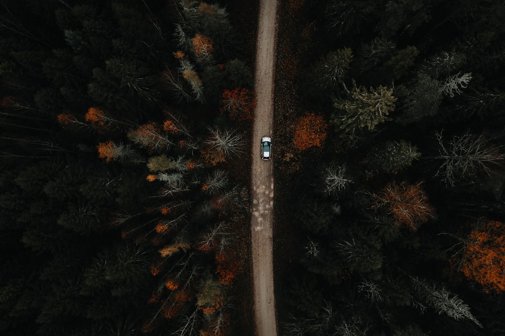 Vue aérienne de la route entre les arbres