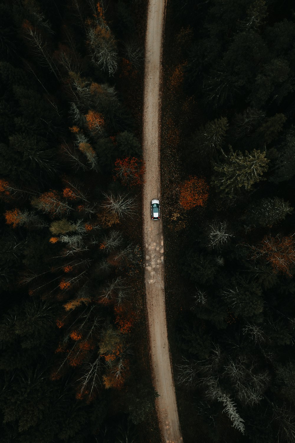 aerial view of road in between trees