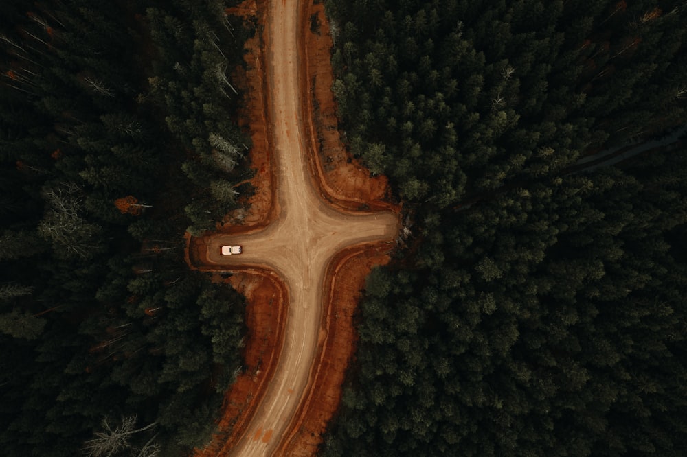 aerial view of green trees and road