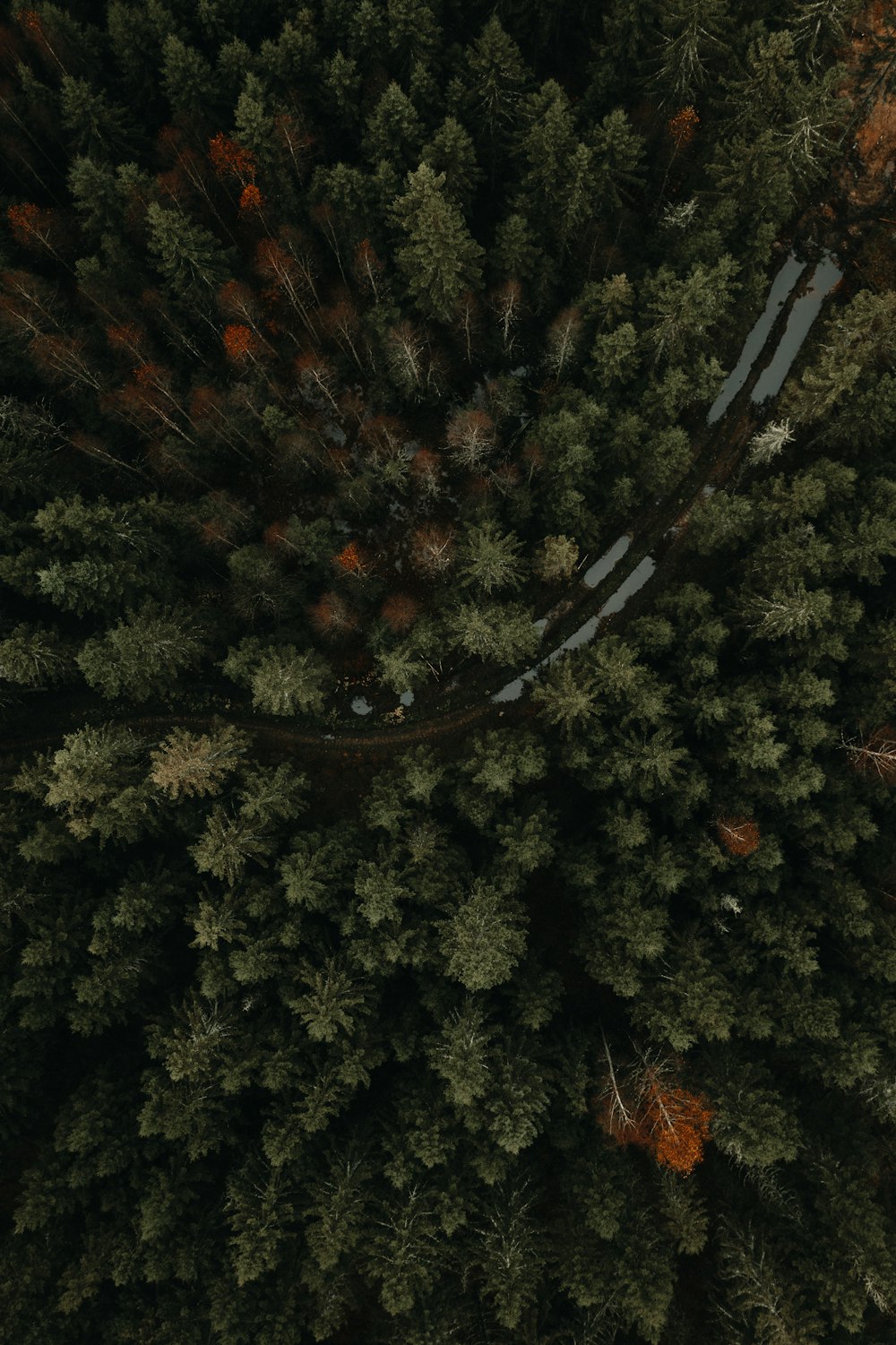 vista aérea de árvores verdes durante o dia