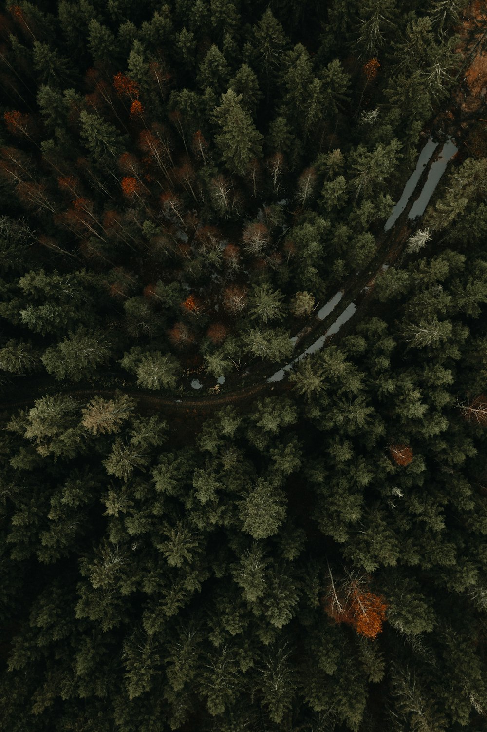 aerial view of green trees during daytime