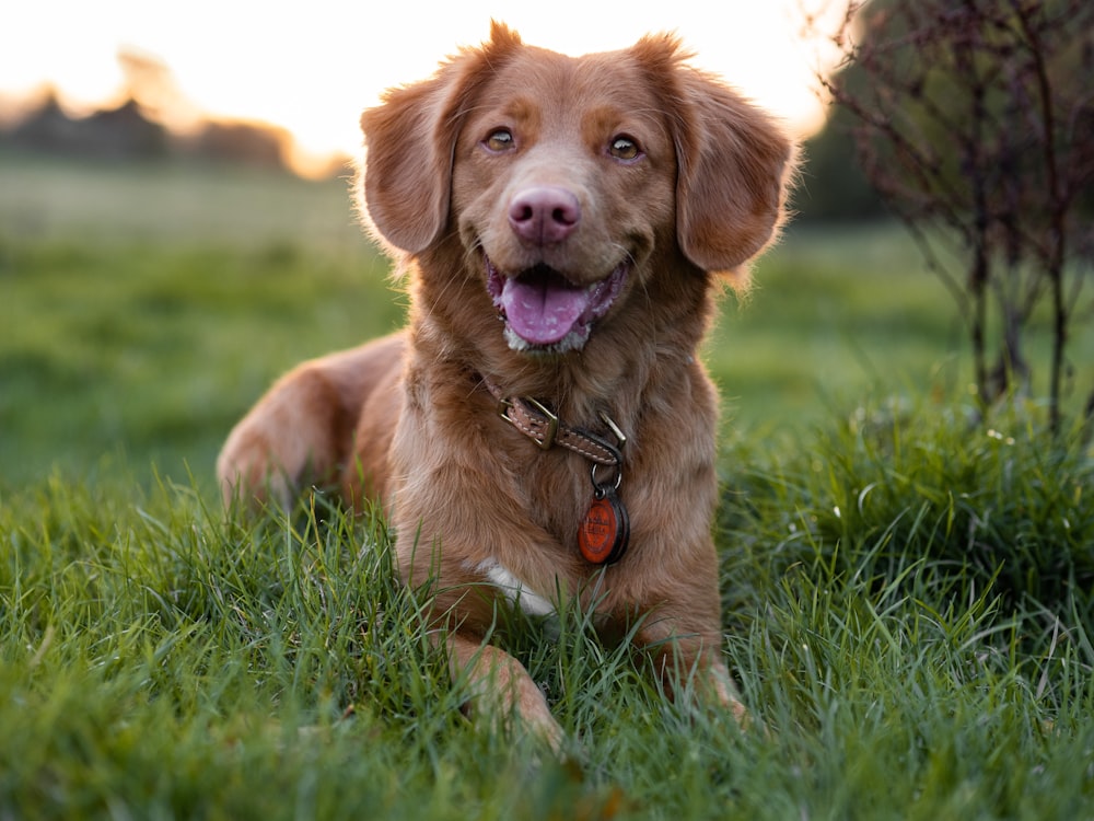 brown short coated dog on green grass field during daytime