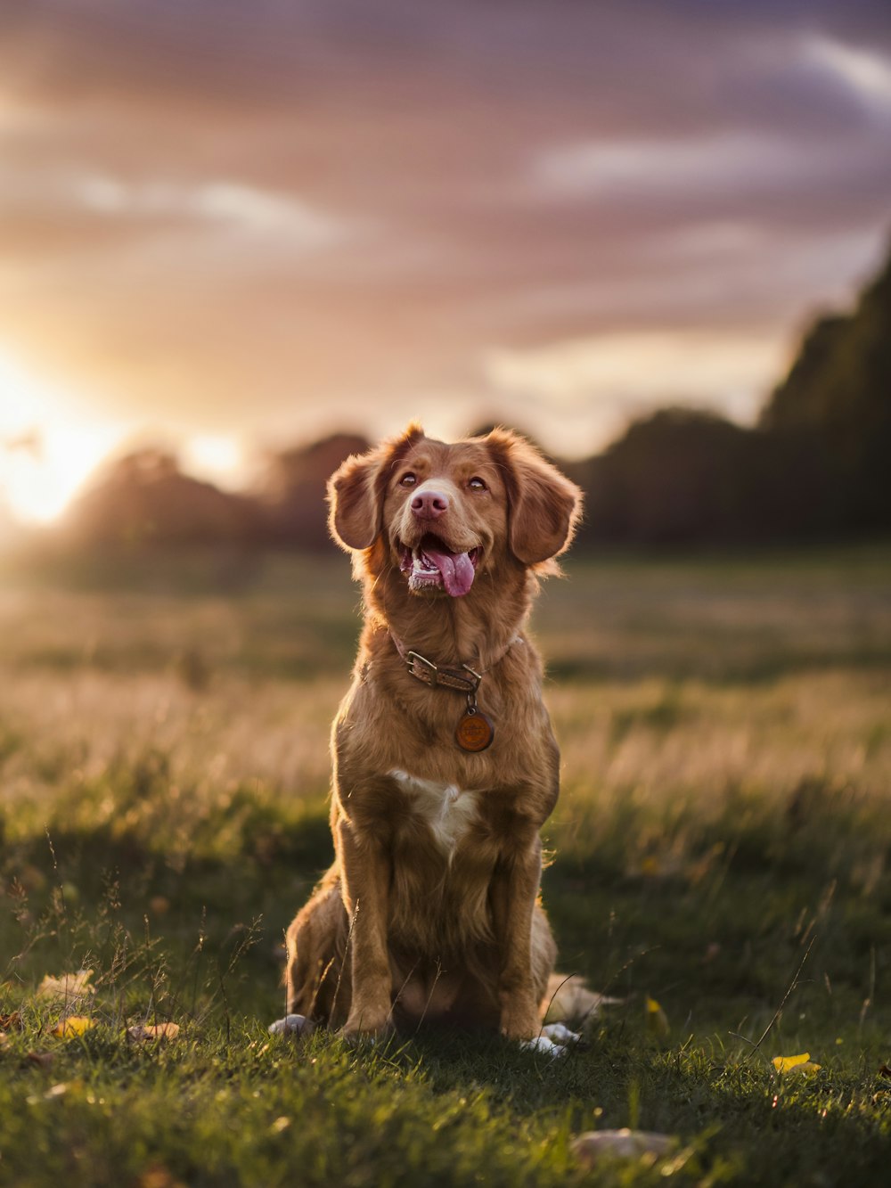 brown and white short coated dog sitting on green grass during daytime