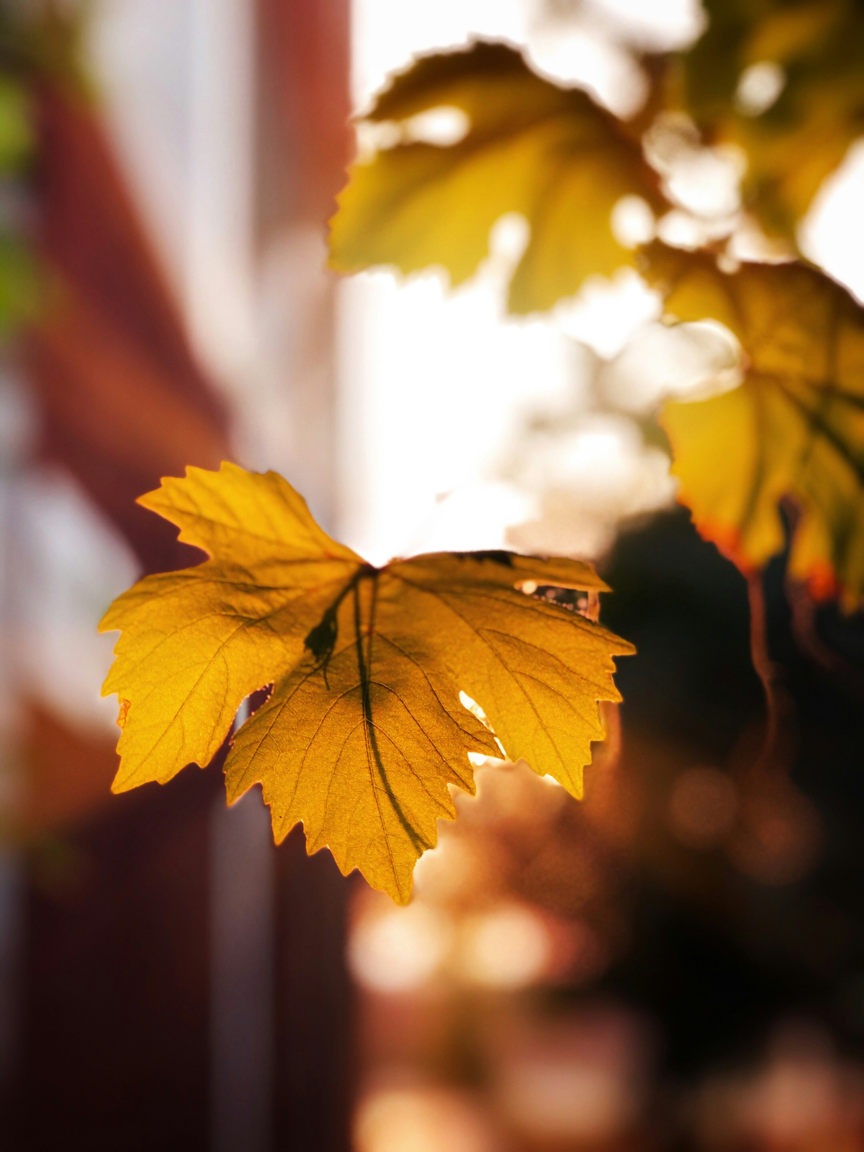 Hoja de arce amarillo en fotografía de primer plano