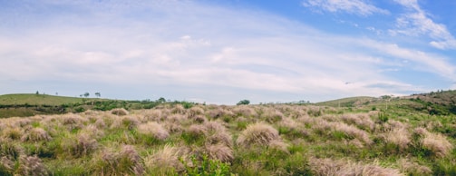 A wide open Texas prairie under a bright blue sky, showcasing rolling hills and scattered trees.