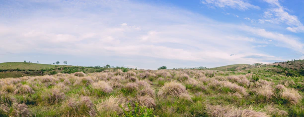 A wide, open country landscape under a bright blue sky, inviting and peaceful.