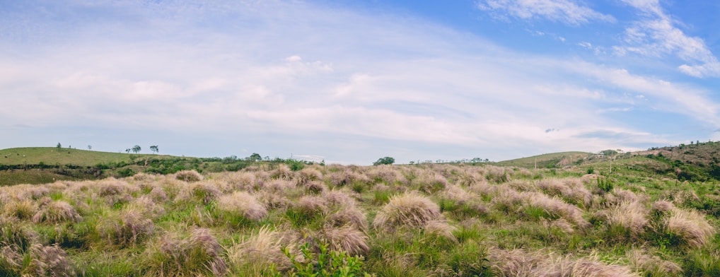 A wide, sunlit Texas prairie with rolling hills and scattered wildflowers under a clear blue sky.