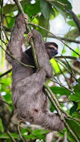 A gentle sloth hanging from a branch with a baby elephant calf nearby.