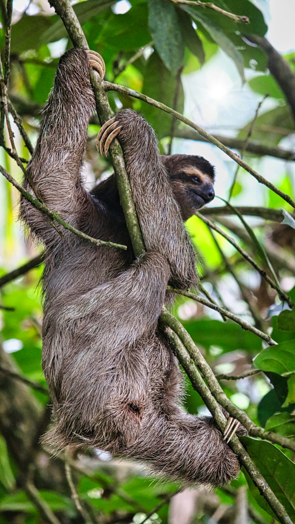 a sloth hanging from a tree branch in a forest