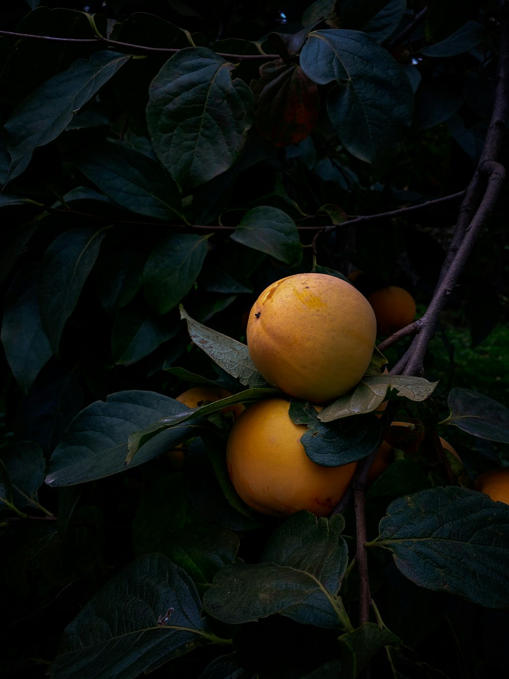 yellow round fruit on tree