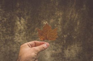 A hand is holding a maple leaf with an autumn brown color. The background is a textured, earthy surface with varying shades of brown and green.