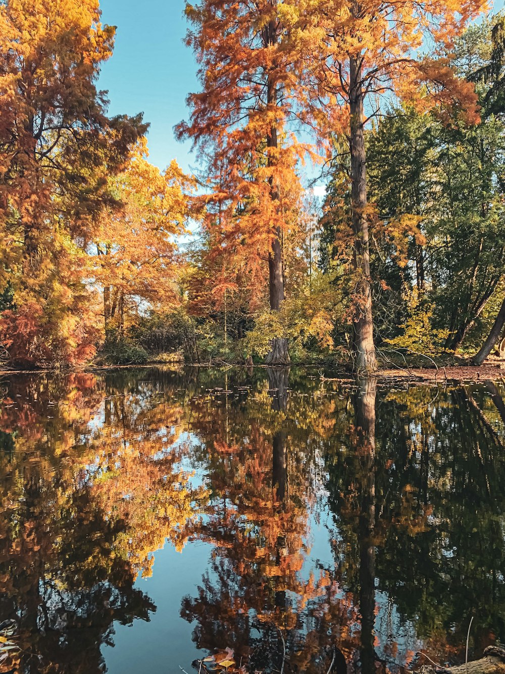 brown and green trees beside body of water under blue sky during daytime