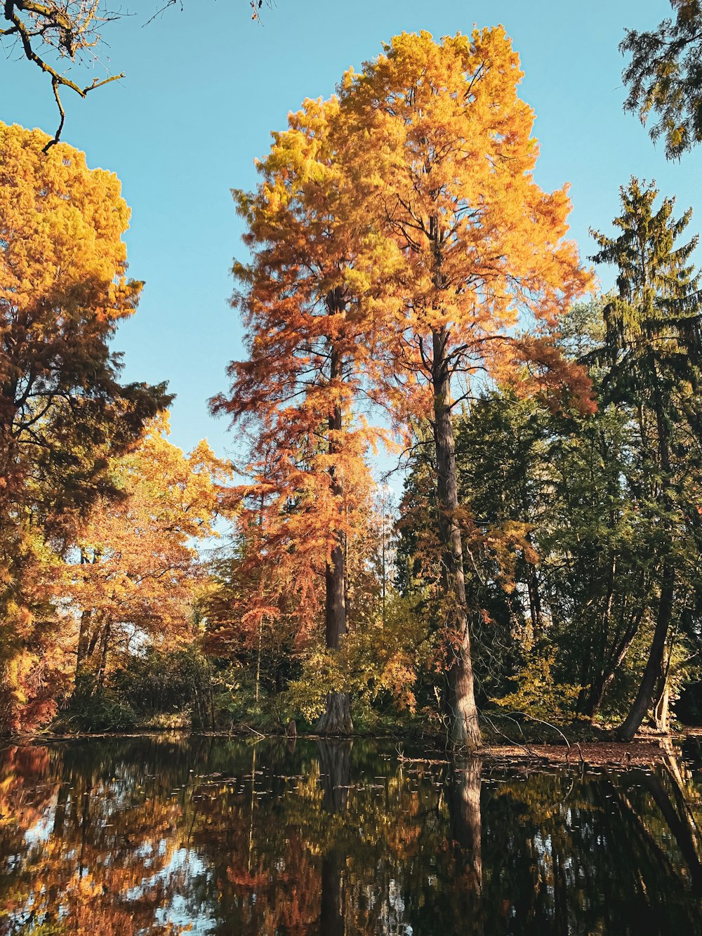 brown and green trees near body of water during daytime