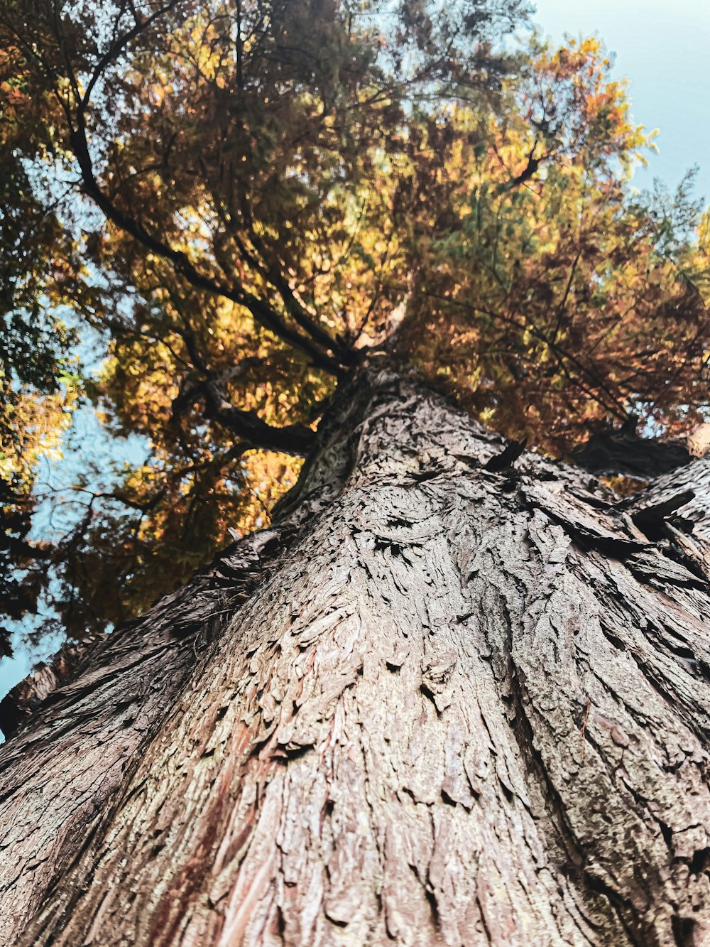 brown and green tree under blue sky during daytime