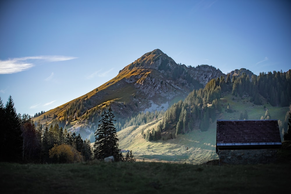 green trees near mountain under blue sky during daytime