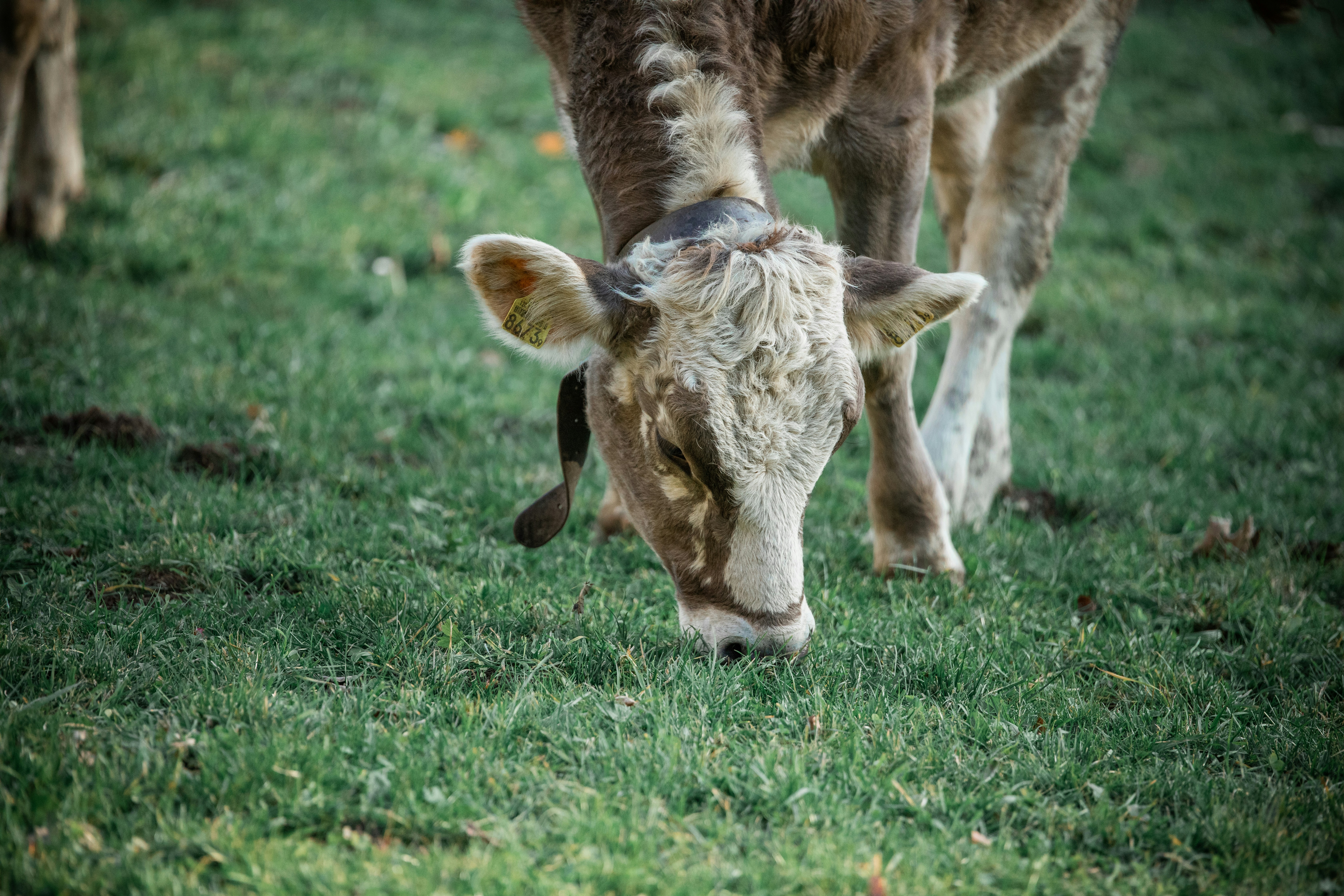 Photo by janoschphotos