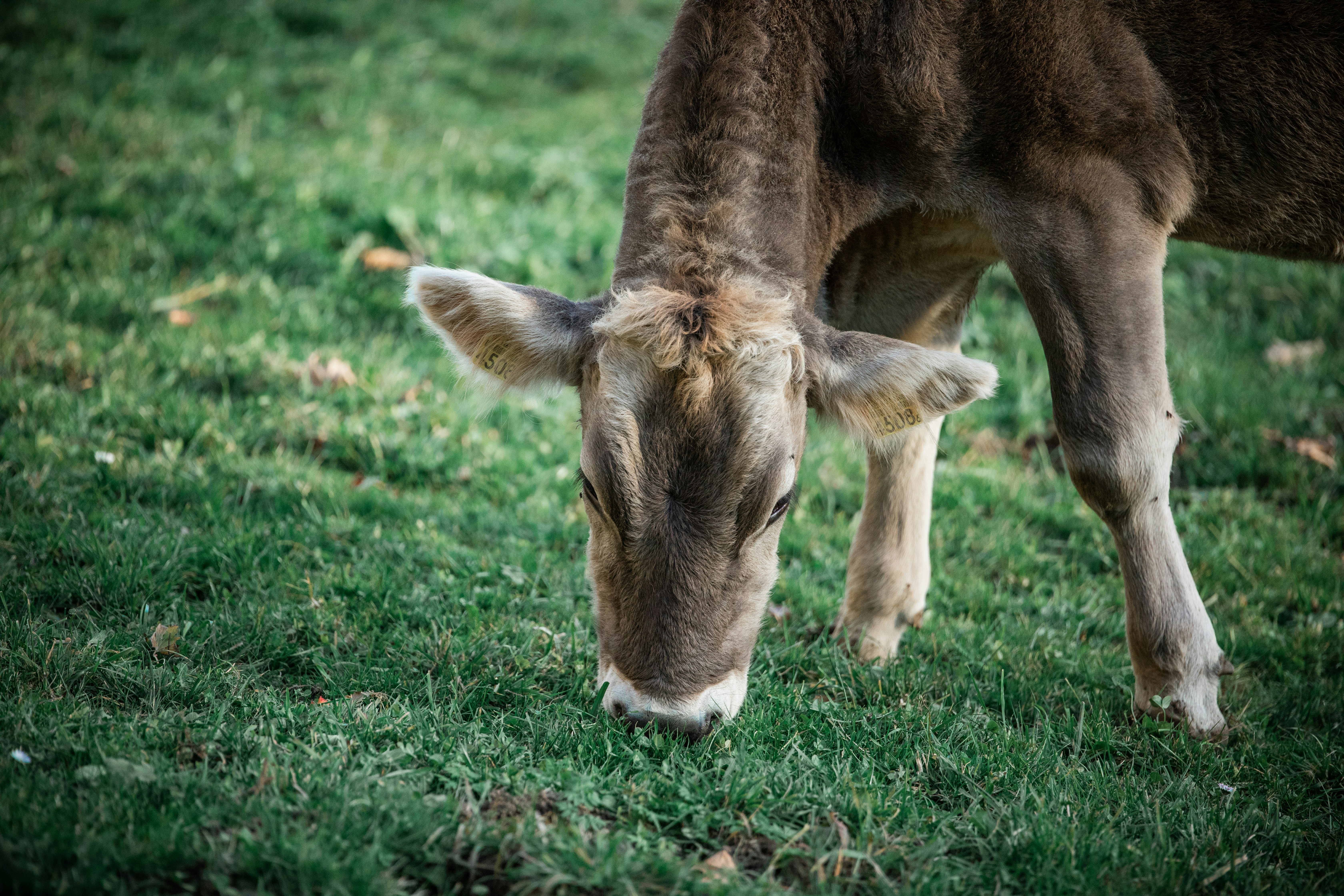 Photo by janoschphotos