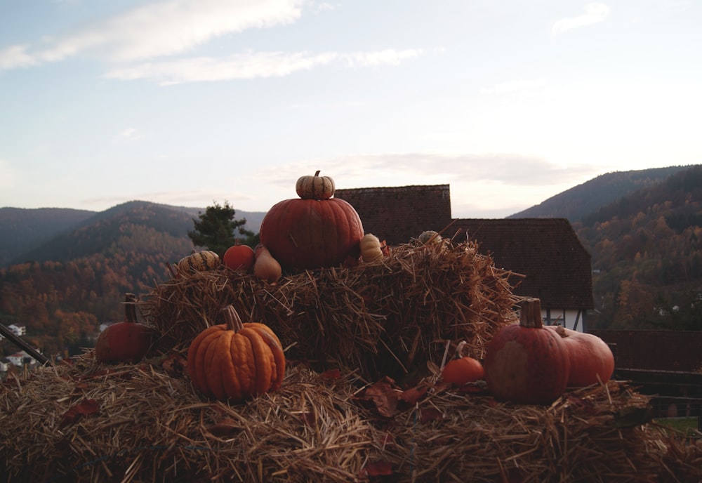 orange pumpkins on brown hay