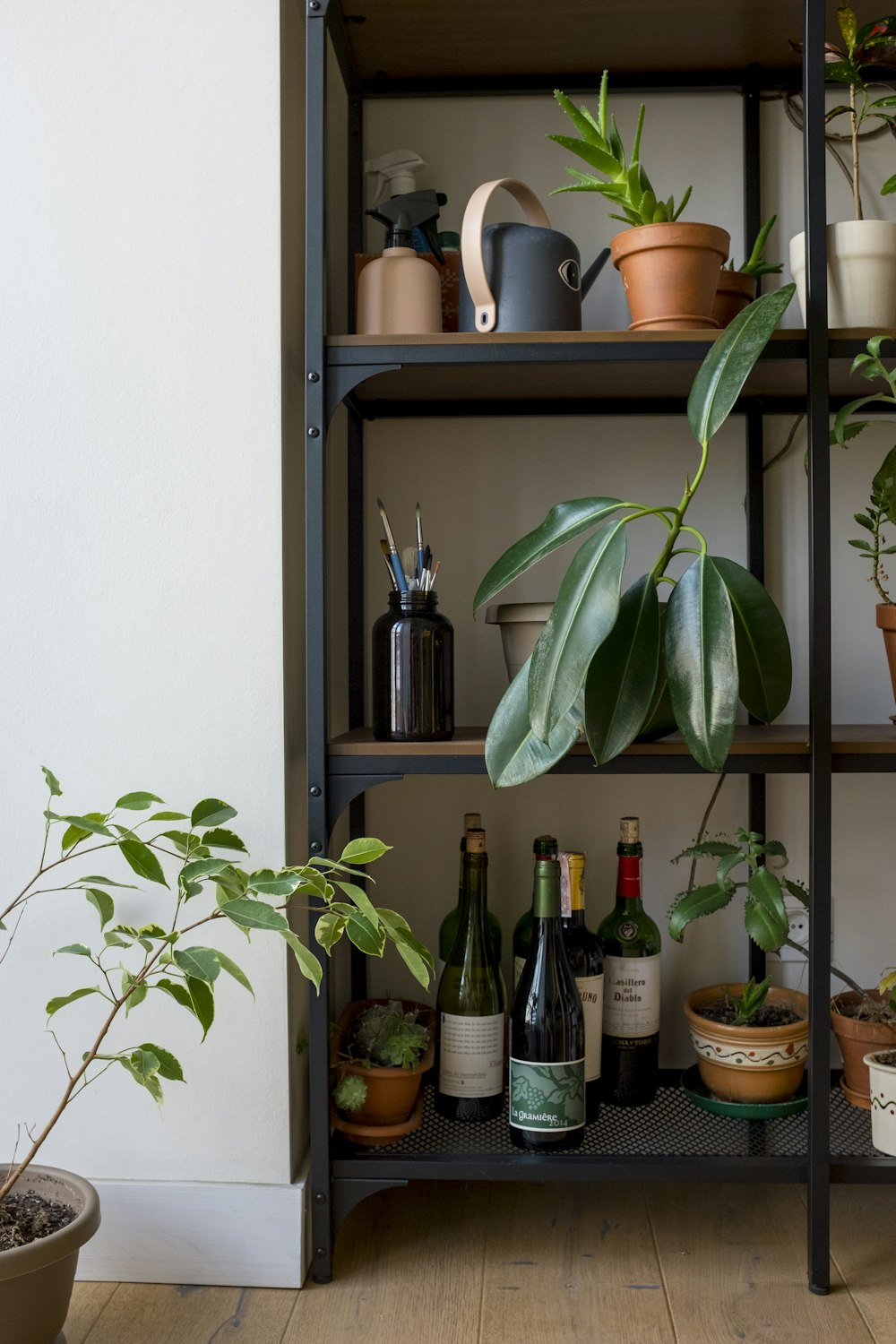 green plant on brown wooden shelf