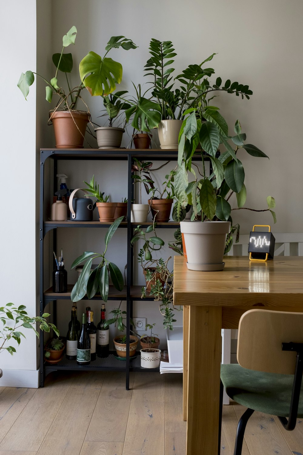 plantes en pot vertes sur une table en bois marron