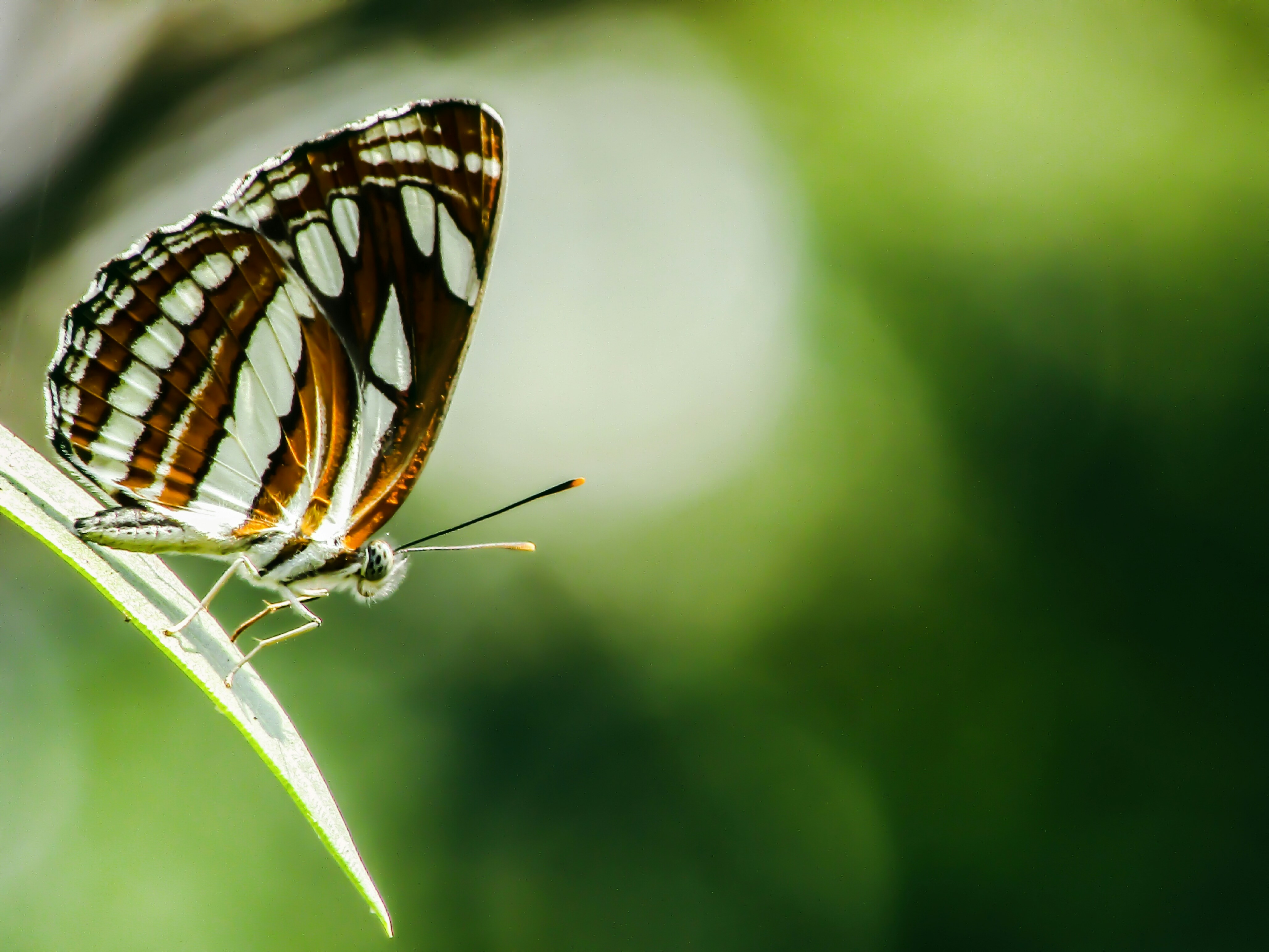 Photo by nidhishpatel