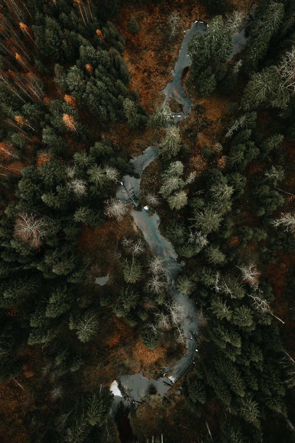 aerial view of green and brown trees