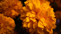 yellow flower in macro shot
