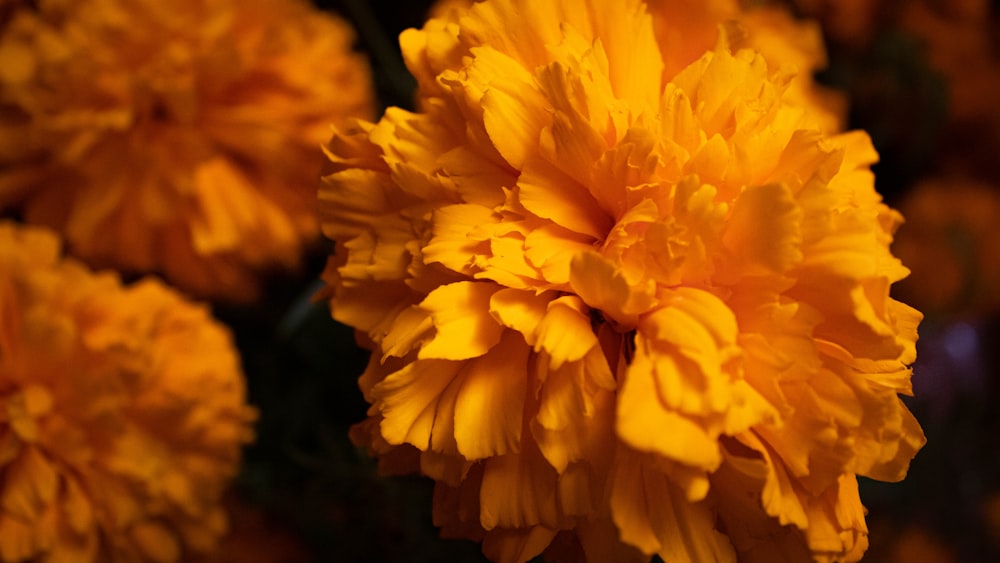 yellow flower in macro shot