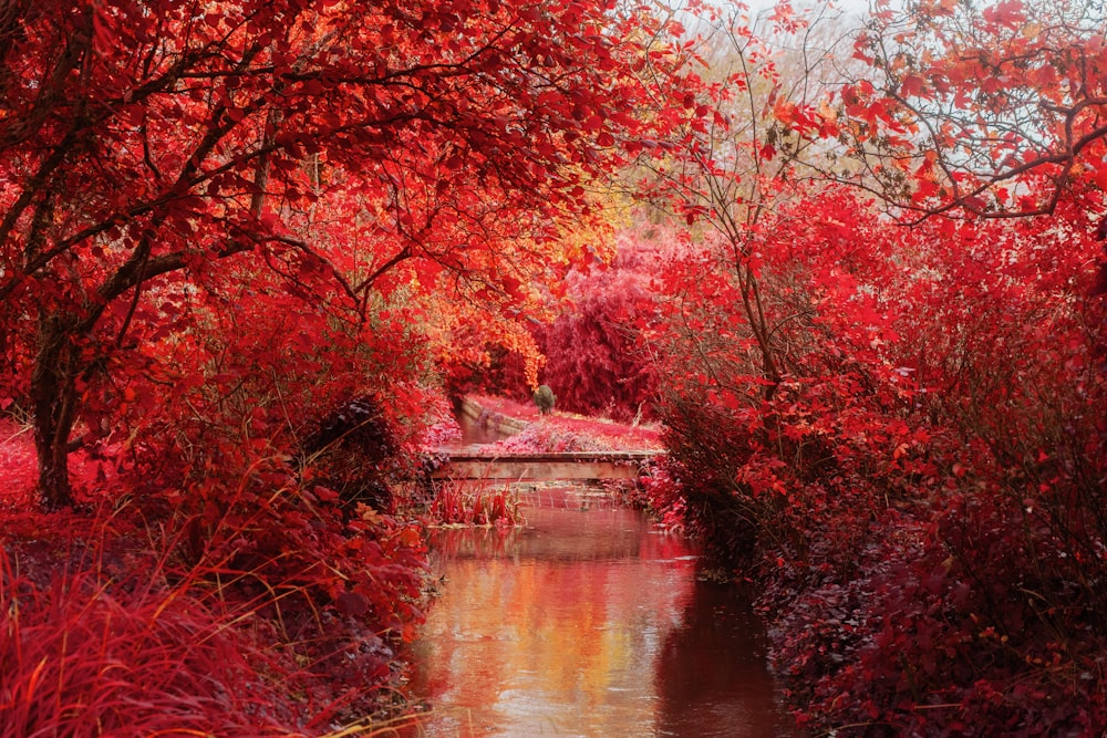 日中の水域近くの赤い葉の木