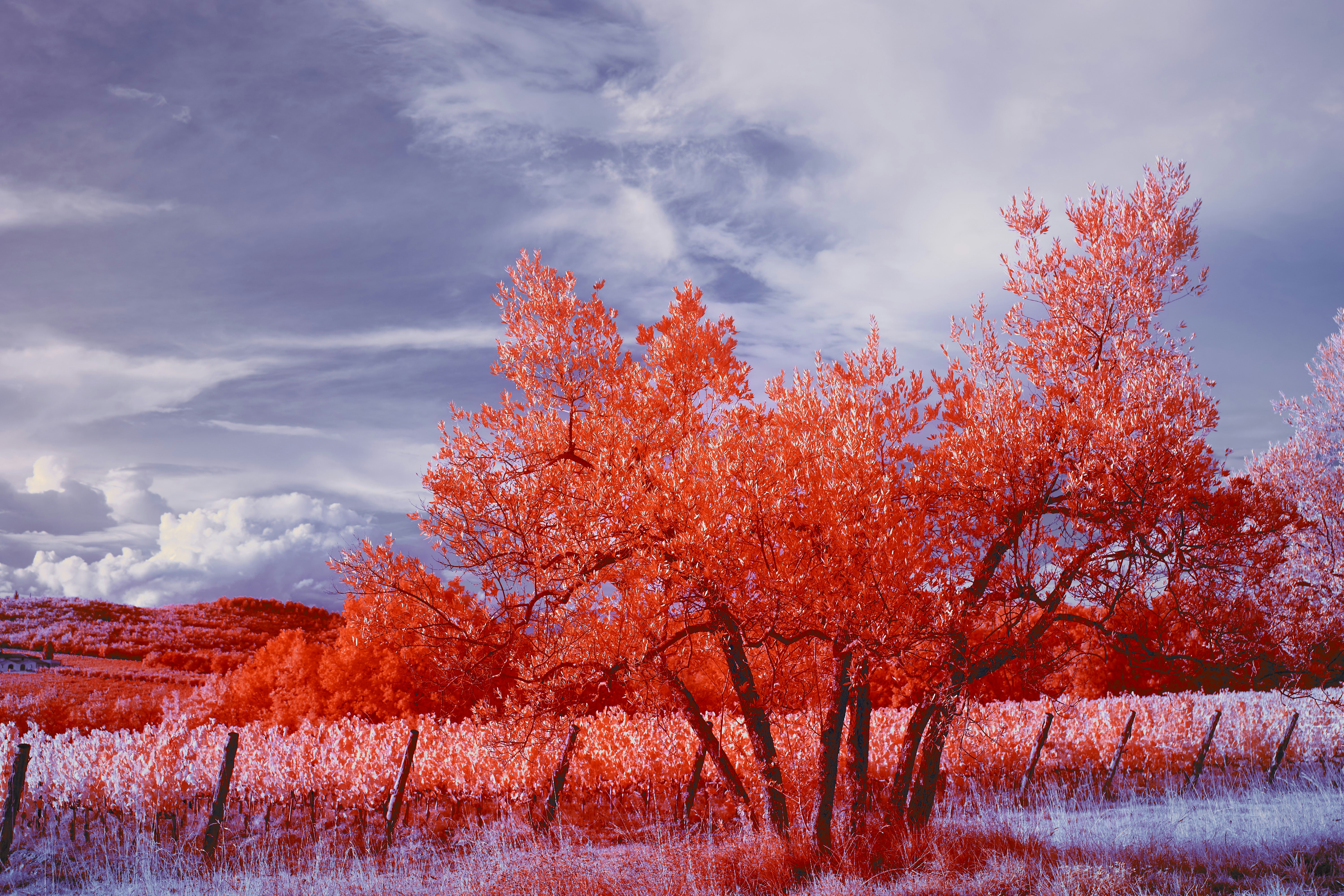 Photo by wolfgang_hasselmann