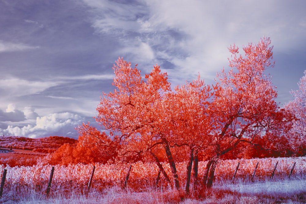 brown trees under gray clouds