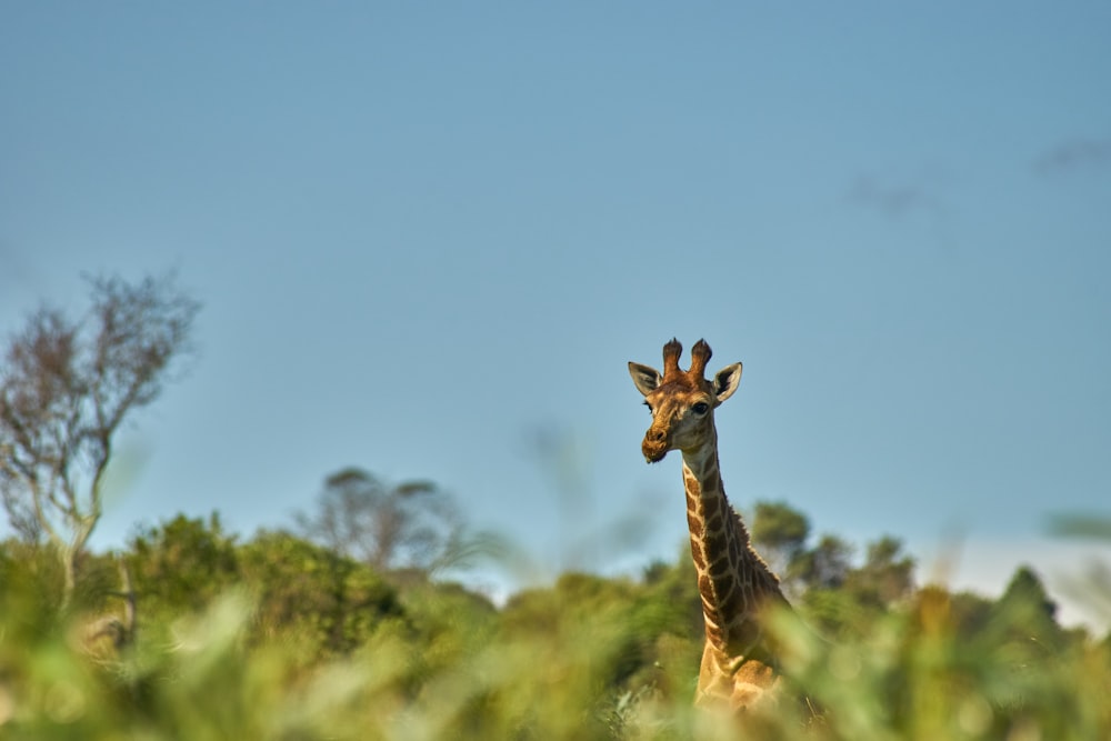 giraffe on green grass field during daytime