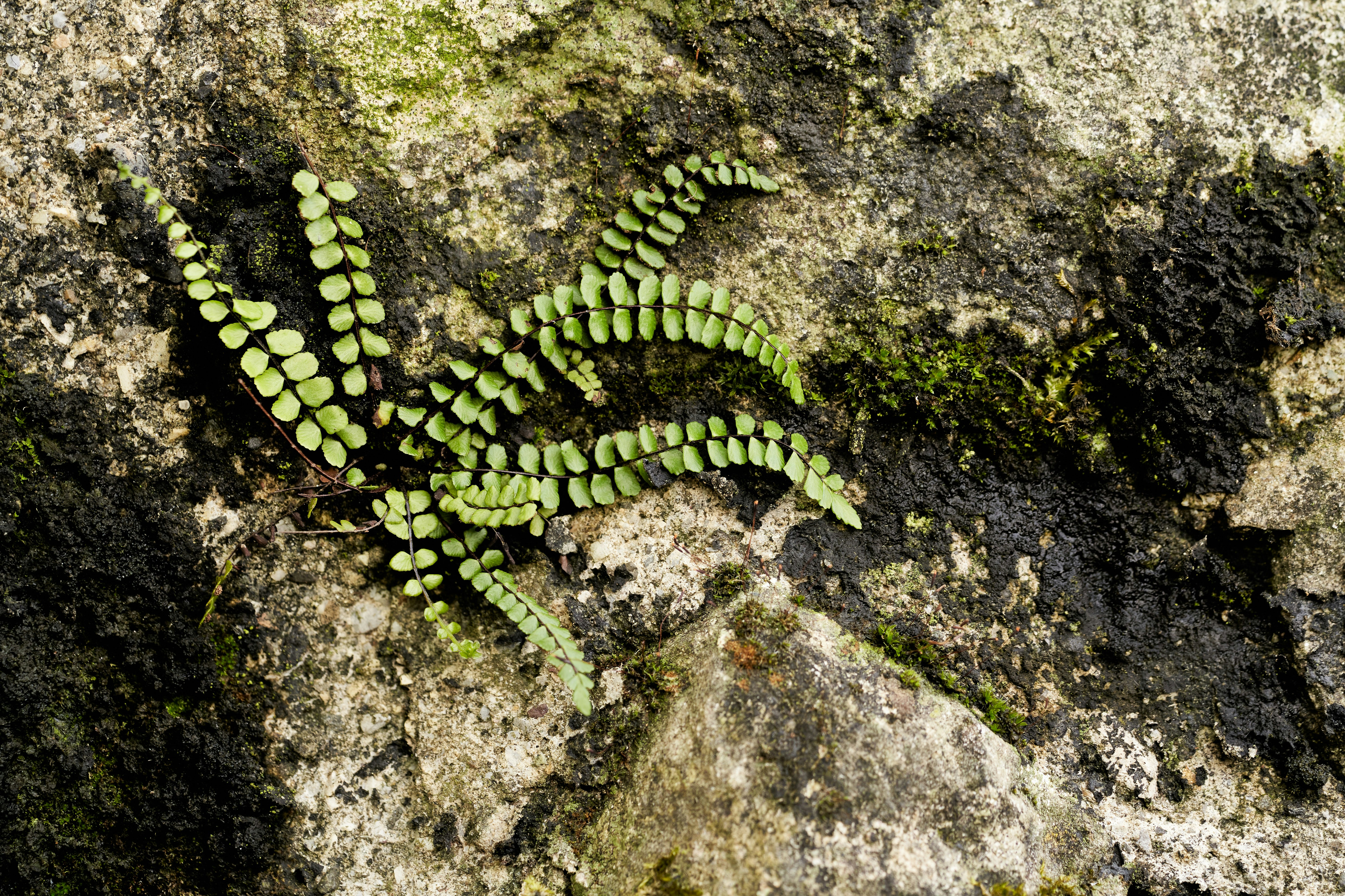 Photo by wolfgang_hasselmann