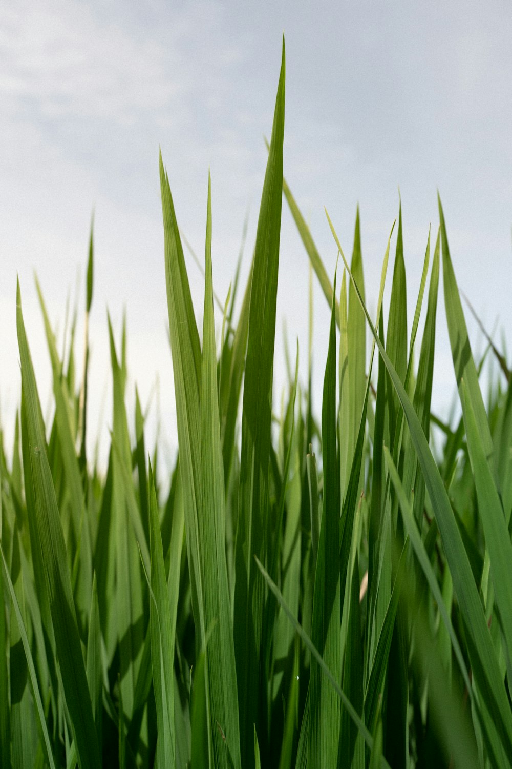 Campo di erba verde sotto cielo blu durante il giorno