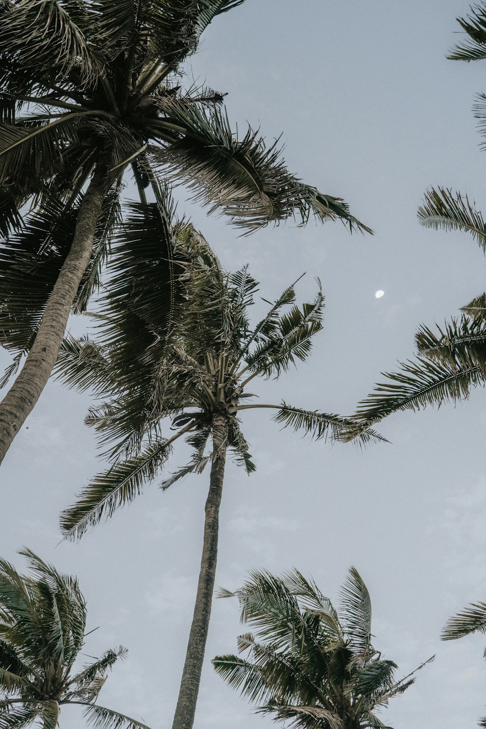 green palm tree under blue sky during daytime