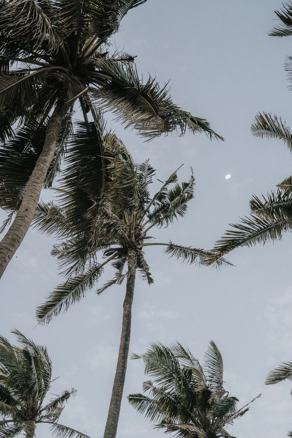 Three tall palm trees stand against a clear blue sky with varying leaf colors