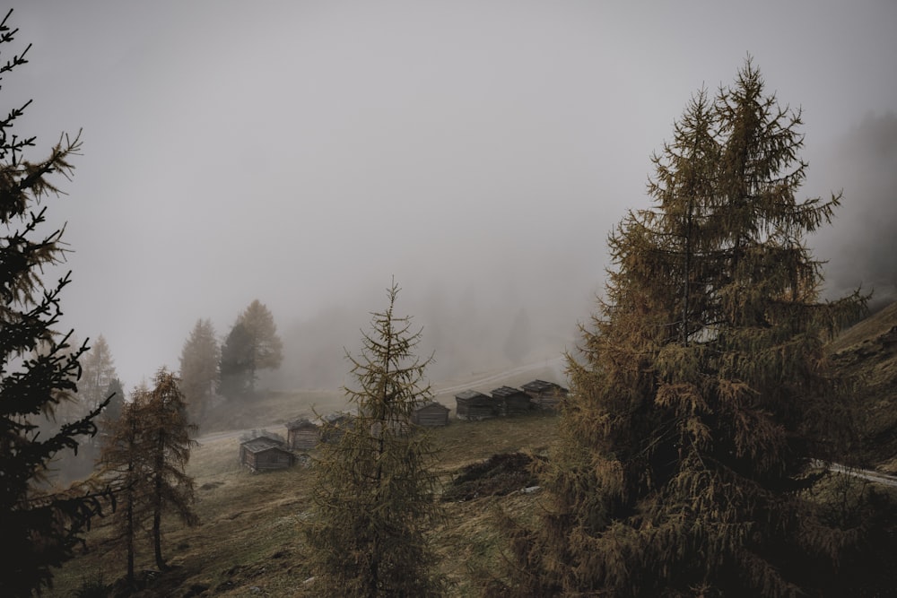 green trees on green grass field during foggy weather