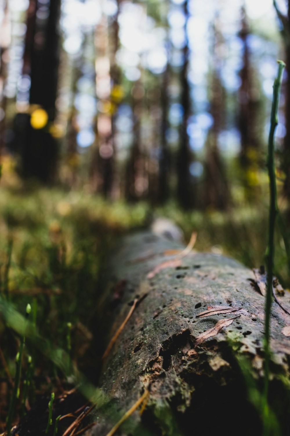 brown tree trunk in tilt shift lens